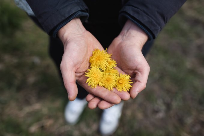 paardenbloemen