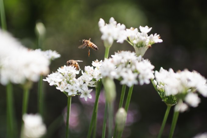 Bijen op witte bloemen Buytenhout